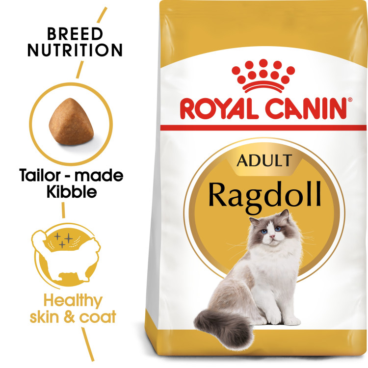 rc-adult-ragdoll1.png