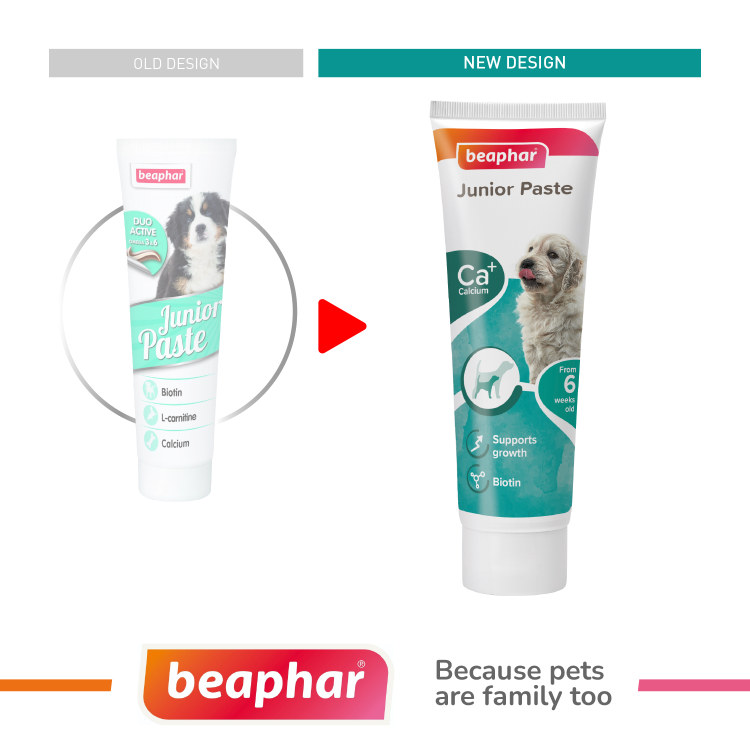 beapher-dog-junior paste1.png